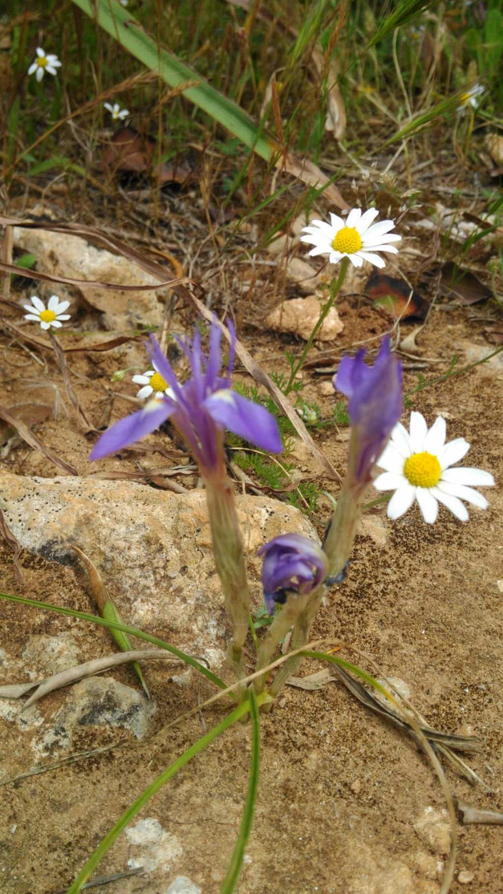 Moraea sisyrinchium . (Iridaceae)